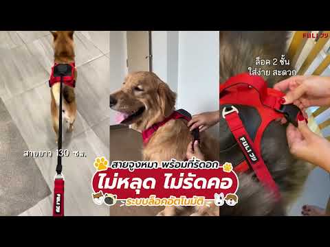 Load video: สายจูงรัดอก ยืดหดได้อัตโนมัติ - M | 2in1 Pet Harness with Built-In Leash - M